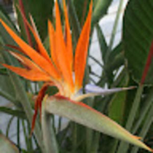 Meet your Posher, Julia